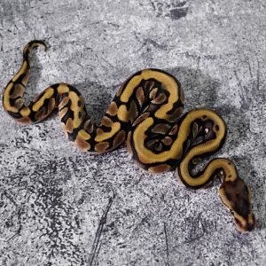 Hidden Gene Woma Granite Blade 100% DH VPI Axanthic Clown
