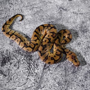 Hidden Gene Woma Granite Clown 100% Het VPI Axanthic Poss Blade