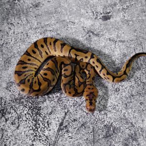 Hidden Gene Woma Granite Clown 100% Het VPI Axanthic Poss Blade