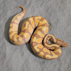 Banana Enchi 100% DH Pied Cryptic / Clown