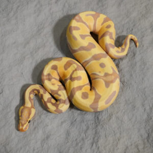 Banana Enchi 100% DH Pied Cryptic / Clown