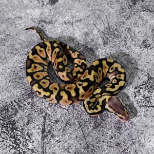 Russo Pastel 100% Het Hypo 66% Het Clown Poss OD