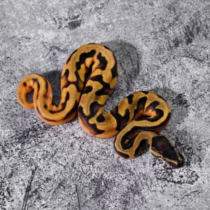 OD Enchi Panther Pied Poss Leopard
