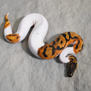 OD YB / GeneX Pied  (HI)