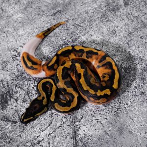 Enchi Leopard Panther Pied Poss YB