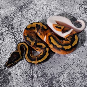 Enchi Panther Pied Poss Leopard YB