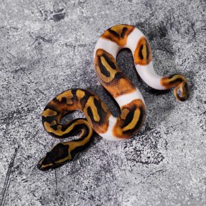 Enchi Panther Pied Poss YB