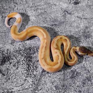 Enchi Mojave YB Pied Poss Super Enchi