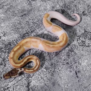 Enchi Mojave YB Pied Poss Super Enchi