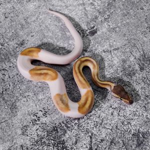 Enchi Mojave Pied Poss Super Enchi YB