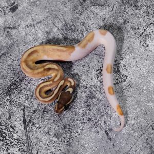 Enchi Mojave Pied Poss Super Enchi YB Black Head