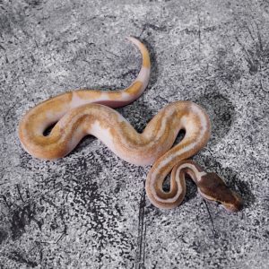 Black Head Enchi YB Mojave Pied Poss Super Enchi