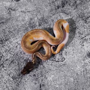 Black Head Enchi YB Mojave Pied Poss Super Enchi