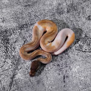 Black Head Enchi Mojave Pied Poss Super Enchi YB