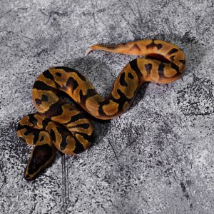 Super Enchi Black Head Pied
