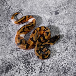 Enchi Black Head Pied