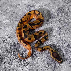 Enchi Black Head Pied Poss Super Enchi