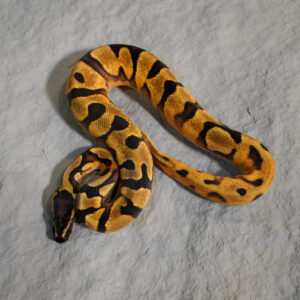 OD Enchi GeneX Pied (HI)