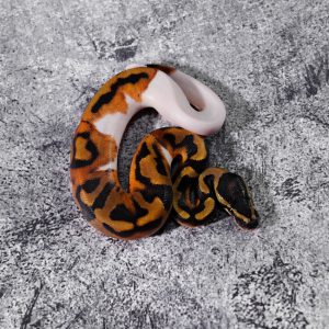 Black Head Pied