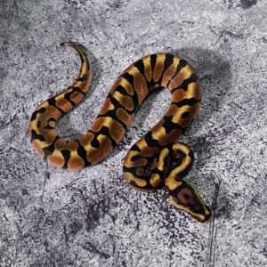 Spotnost Enchi 100% DH Desert Ghost Hypo