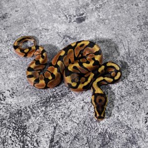 Spotnose Enchi / Asphalt / YB 100% DH Desert Ghost Hypo