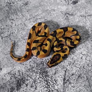 Super Enchi Asphalt / YB 100% DH Desert Ghost Hypo