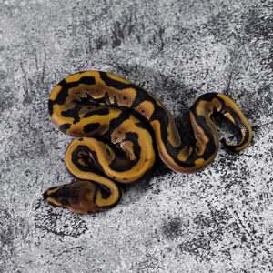 Hidden Gene Woma Granite  Leopard Enchi 100% DH Candy Clown