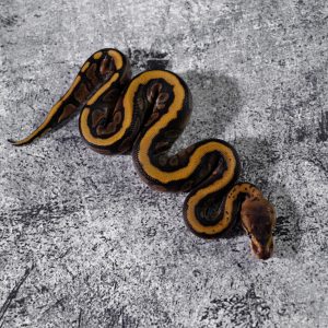 Mahogany Hidden Gene Woma Granite 100% DH Candy Clown Poss Enchi