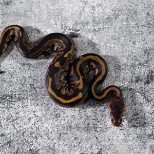 Mahogany Leopard 100% DH Candy Clown