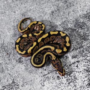 Spotnose 100% Het Desert Ghost