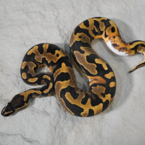 Black Head Enchi Pied