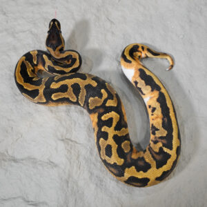 Black Head Enchi Pied