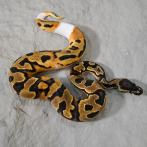OD Black Head Enchi Pied (HI)