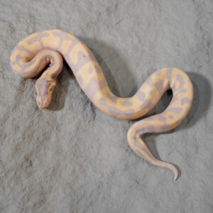 Black Head Banana Enchi Pied Poss OD (Eyeless , Cleft Lip )