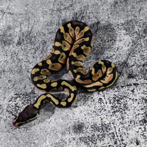 Pastel 100% Het Desert Ghost