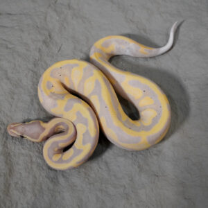 Black Head OD  Enchi Banana Pied