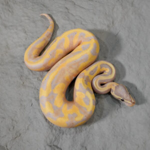Black Head OD  Enchi Banana Pied