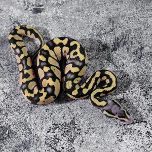 Pastel Desert Ghost