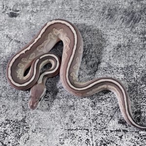 Shrapnel Cinnamon Lesser 100% Het Clown