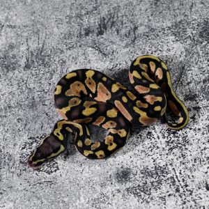 Pastel Enchi 100% DH Hypo Pied  Poss Cinnamon