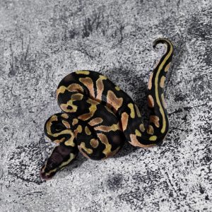 Pastel Enchi 100% DH Hypo Pied Poss Cinnamon