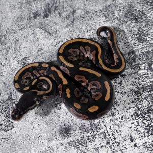 Cinnamon 100% DH Hypo Pied
