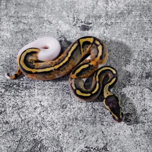 Pastel Enchi Pied 100% Het Hypo Poss Red Stripe
