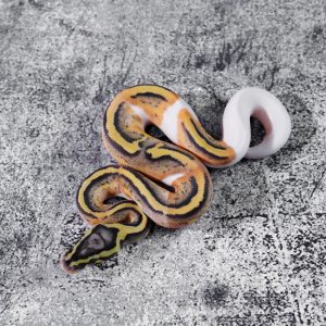 Red Stripe Pastel Enchi Pied 100% Het Hypo