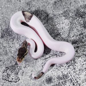 Cinnamon Pastel Pied 100% Het Hypo Poss Red Stripe