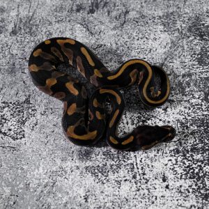 Cinnamon Leopard 100% Het Sunset