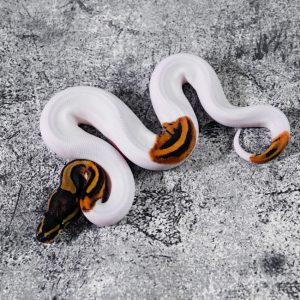 OD Leopard Pied 100% Het Clown (HI)