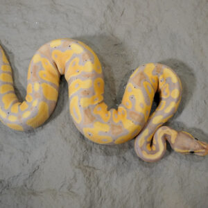 Banana YB 100% Het Clown