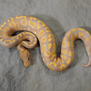 Banana Mahogany YB 100% Het Clown