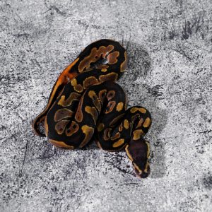 Normal 100% DH Clown Pied